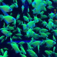 Тернеция Glofish зеленая